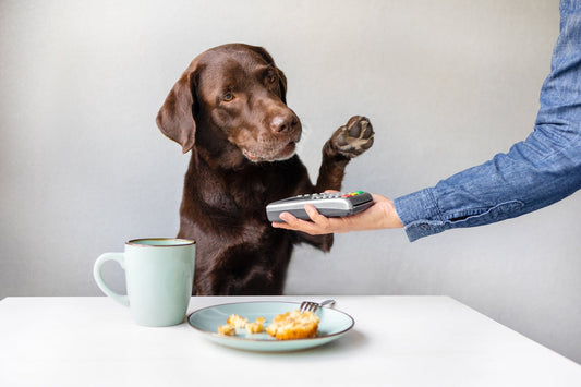 Dog Pancreatitis: It's Not Just About That One Meal! - Precious Creatures Co