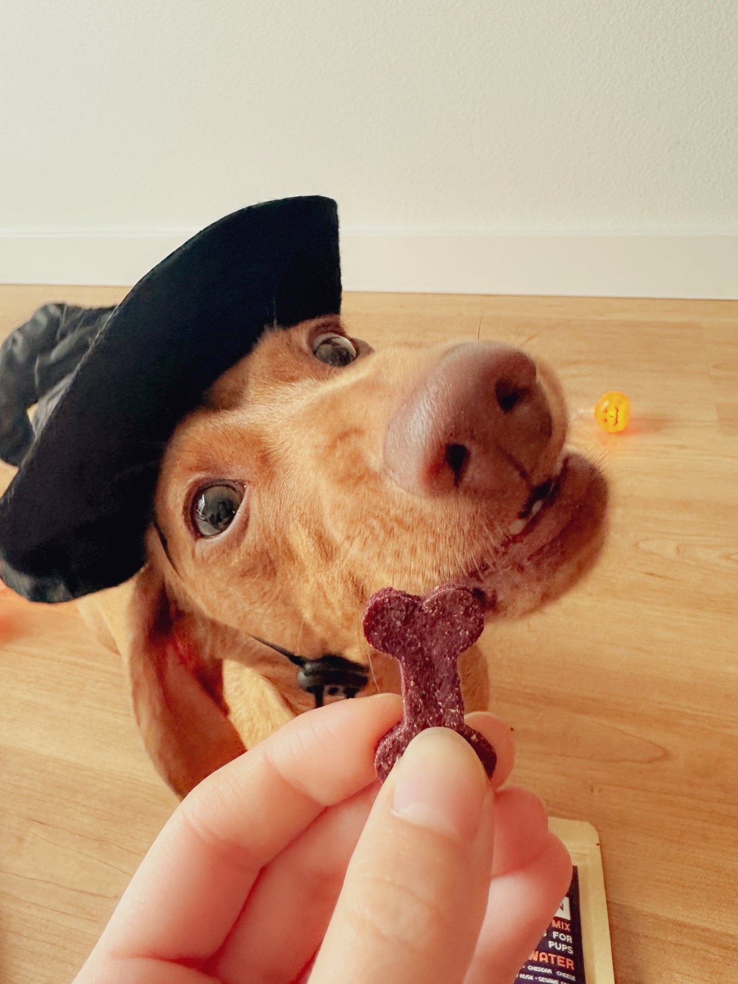 Cheesey Cauldron Cookie Mix - Precious Creatures Co
