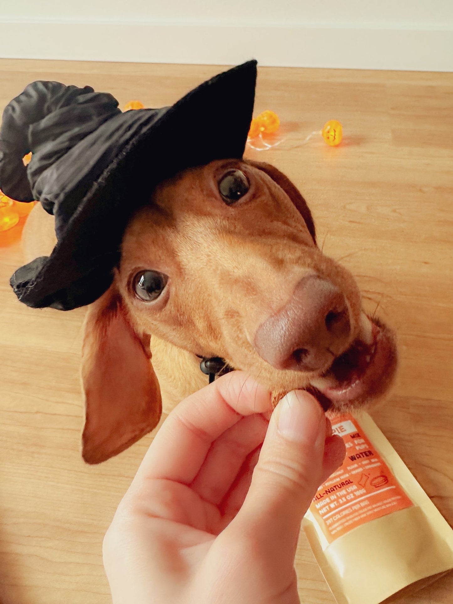 Pupkin Pie Cookie Mix - Precious Creatures Co