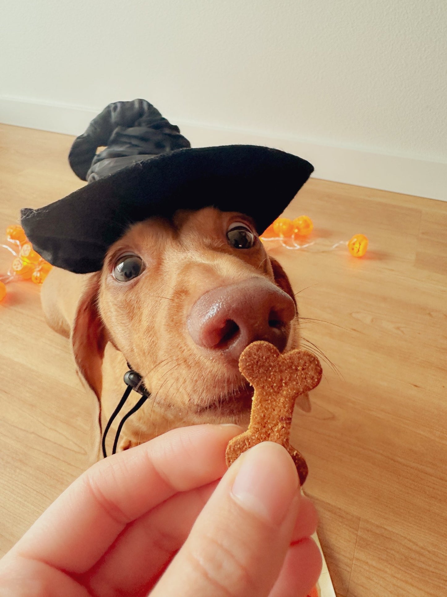 Pupkin Pie Cookie Mix - Precious Creatures Co