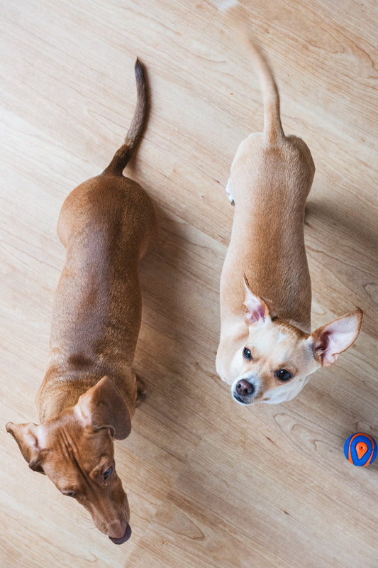 How much should I feed my dog?