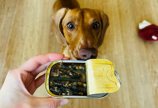 Cedric the dachshund and a can of sardines for dogs