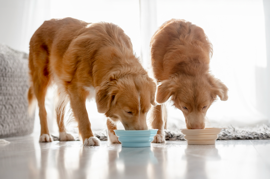 two large dogs eating fresh food