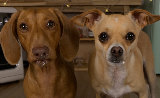 Famous dogs Cedric and Edith with yogurt on their mouths