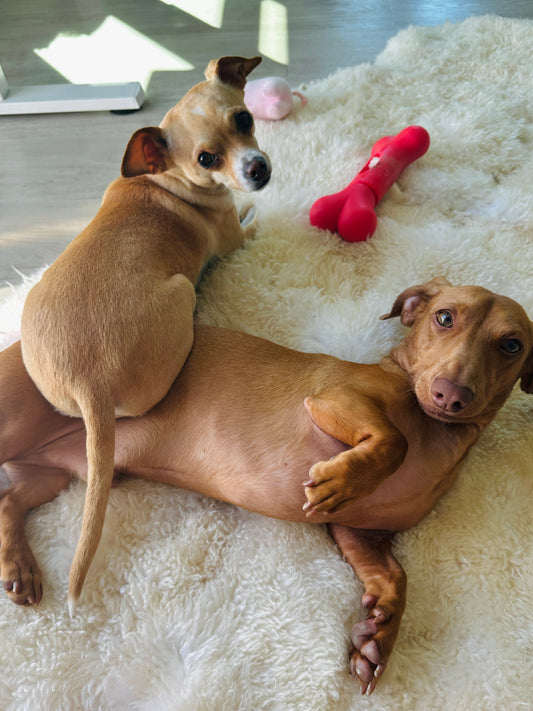 Two dogs relaxing on a white rug