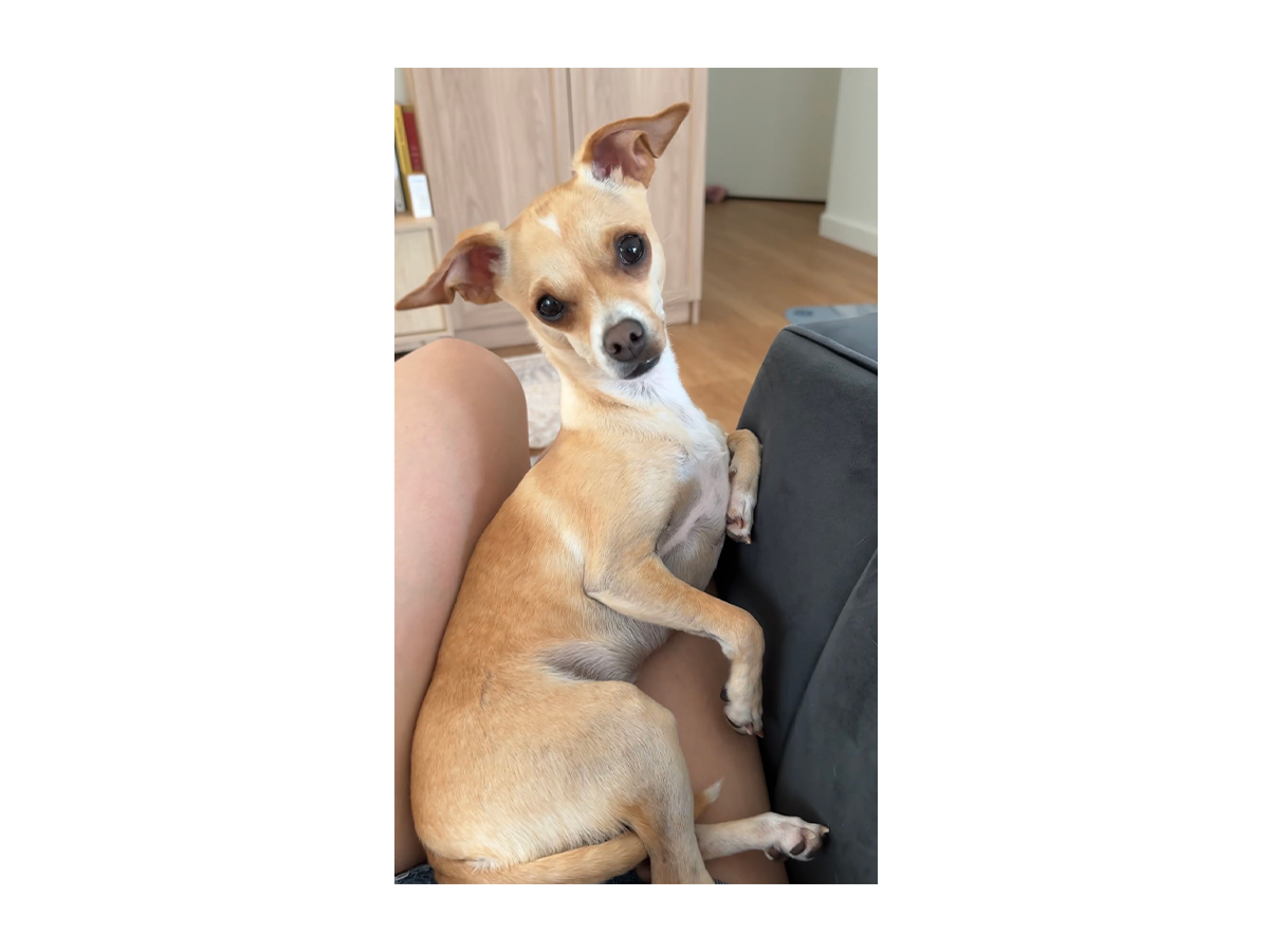 Edith from thecedlife with a shiny coat and vibrant energy after starting a homemade diet