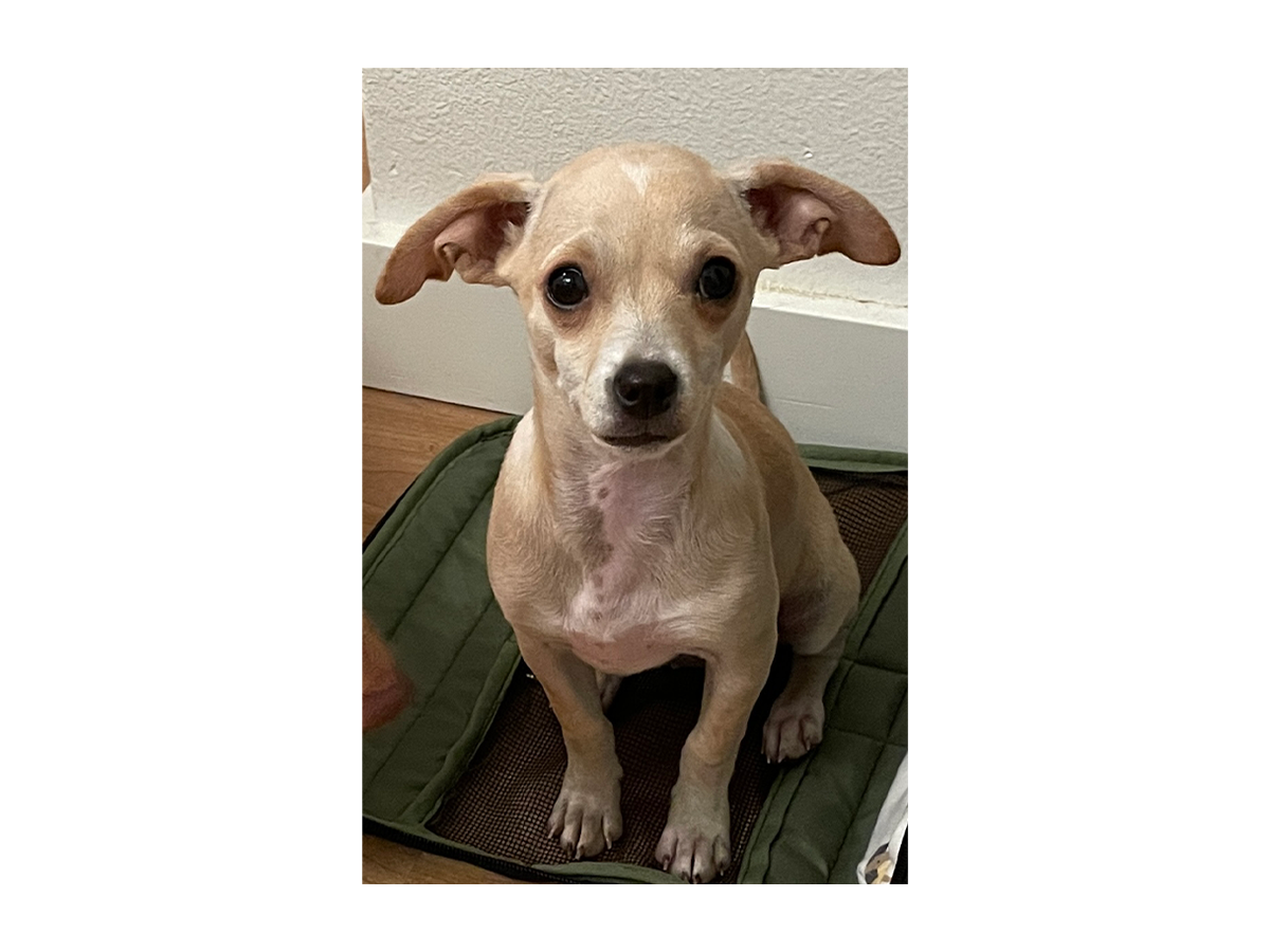 Edith from thecedlife when she just came home, before starting a homemade diet