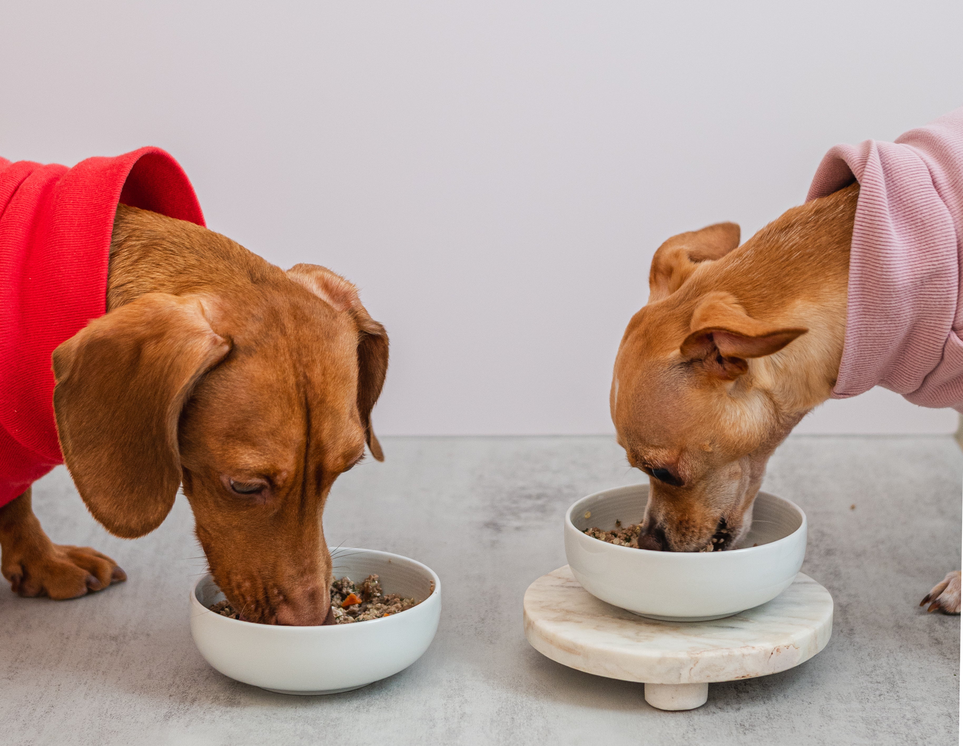 Dogs Cedric and Edith wearing colorful sweaters eating homemade dog food from bowls on a light surface.