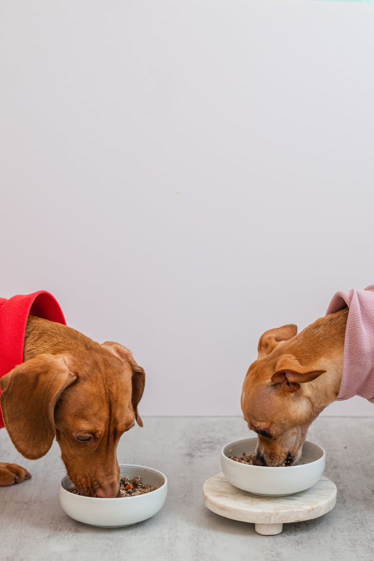 Dogs Cedric and Edith wearing colorful sweaters eating homemade dog food from bowls on a light surface.